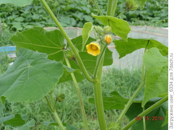 Канатник(абутилон) Теофраста