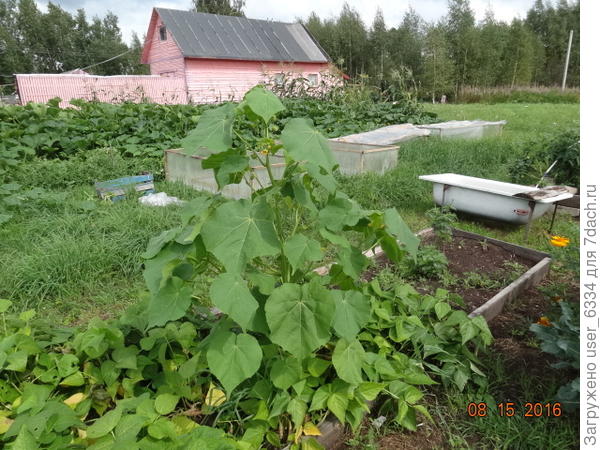 вот что у дочери на участке выросло!