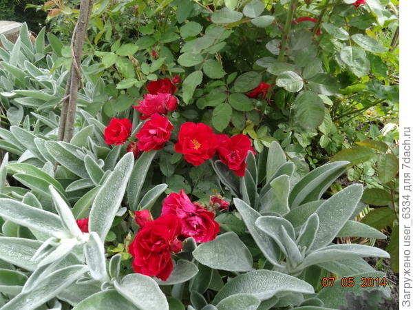 впрочем так же цветет и полуплетистый Фламментанц ( на фото молодой кустик)