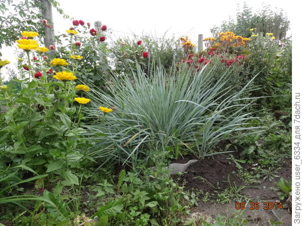 в композиции , так сказать...