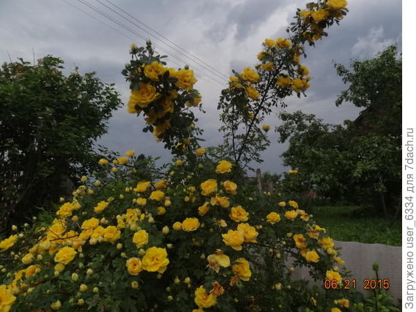 Так себя ведут Персиан Йеллоу, сорт розы вонючей(Rosa foetida) в нашем саду.