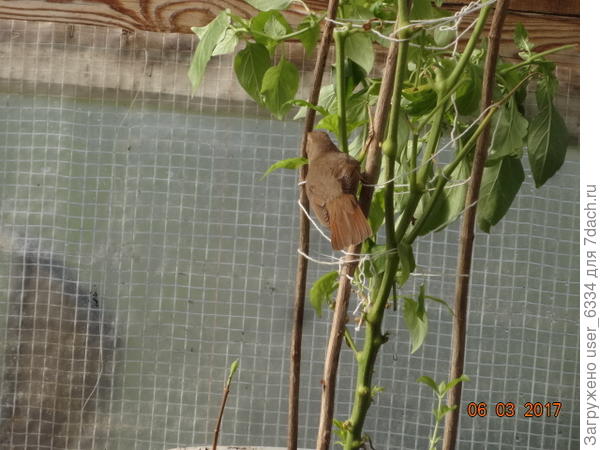 расшифровка названия - хвост как обгорелый.