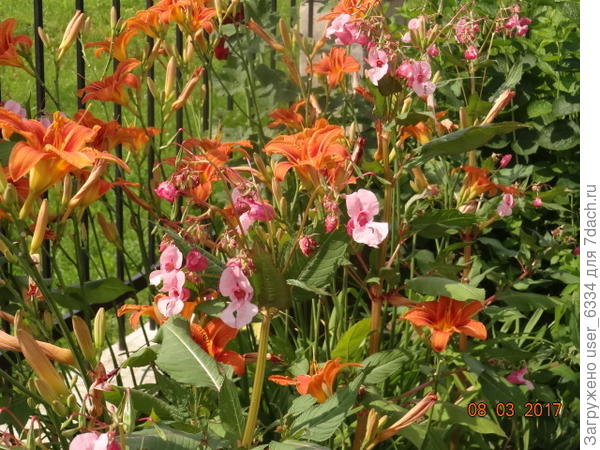 среди лилейника рыжего, например. Тут уж вопрос- кто кого задавит.