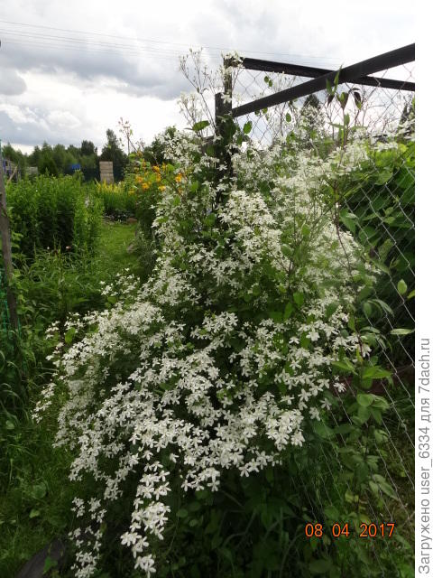 Клематис жгучий . Его надземная часть отмирает каждый год и растет он не так чтоб быстро. Тангутский растет, по моему впечатлению быстрее. его сеянцы у мене зацвели в год посева, причем в горшках. Его ветки зимуют .