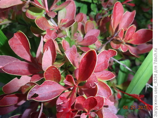 &amp;quot;ювелирное украшение&amp;quot; давшее название сорту , обнаруживается только ближе к середине лета, а на снимке лишь начало, тонкая каемка на листьях лишь начала обозначаться