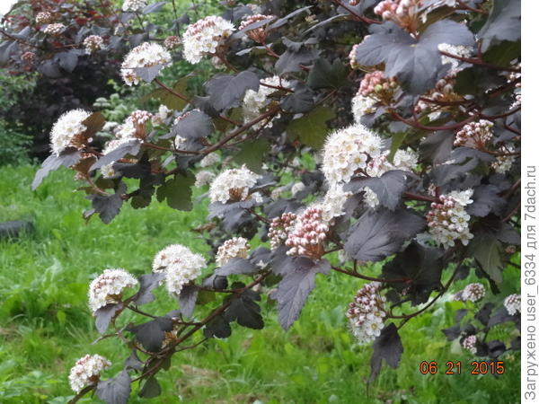 крупный план. растет ничуть не хуже дикаря.