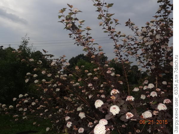 пузыреплодник калинолистный диаболо. Сейчас появились и ещё более эффектные сорта