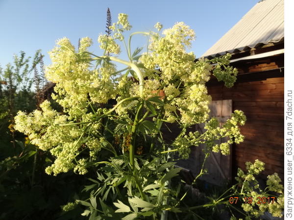 Это самосев в цветнике, пришел сам с торфом из поймы