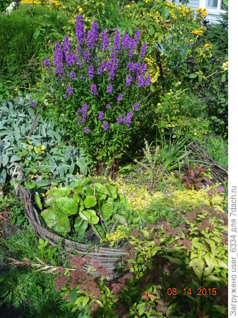 Но у меня, похоже, сортовой