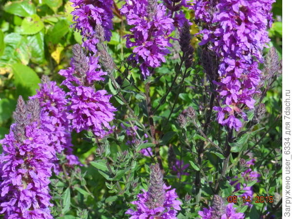 у знакомых дачников брал. С другой стороны в природе видел также очень мощные кусты, а то и целые заросли.