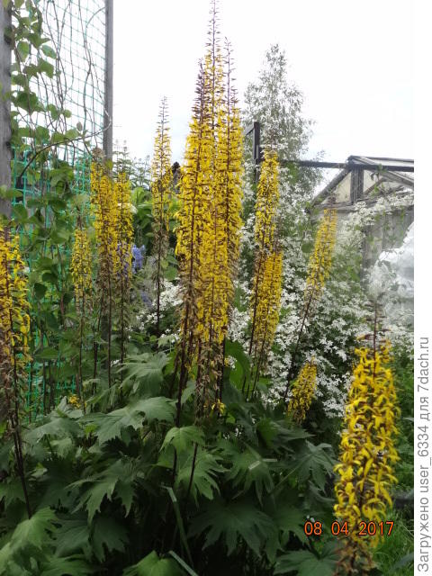 бузульник узкоголовый