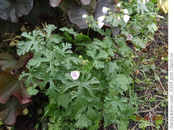 Зацветающий сеянец. На этом фото видно, почему мне её подарили как герань! Листья совсем не мальвовые и довольно красивые, вот у неё они долго не жухнут и болезней на них не замечал пока.