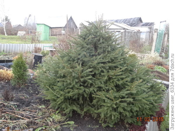 Если захотите оставить или пересадить, непременно прищипывайте молодые побеги и подрезайте концы веточек, чтоб не рубить потом вымахавшее дерево. На фото плоды нашего спонтанного решения и дальнейших ежегодных хлопот.