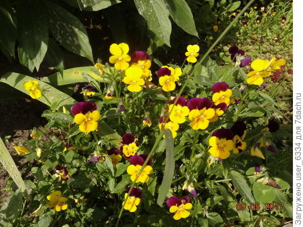 наш самосев.