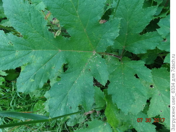 но в общем ботаники склоняются к тому, что выделять такие формы в отдельные виды не стоит - генотип одинаков.