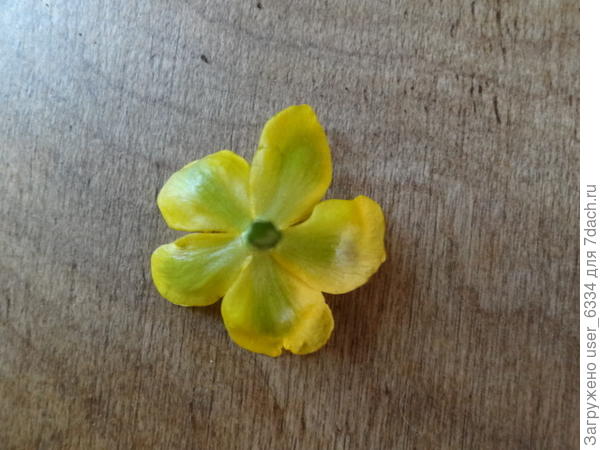 у калужницы чашелистиков нет вообще, а "лепестков", то бишь долей околоцветника, как у клематиса или тюльпана как правило  пять. Ну и крупней она минимум вдвое.