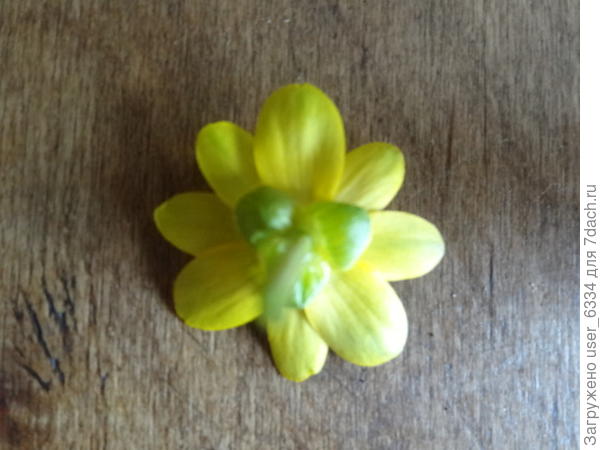 у чистяка от 7 до 13 лепестков и три чашелистика.