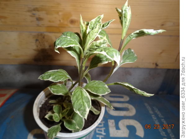 а вот это что такое? Мне его продали за диервиллу( точней я клюнул на название). Но по разбору обстоятельств выяснилось, что это вроде как не может быть ни ею, ни дереном. ни чубушником - у всех супротивные листья, а у этой очередные. Цвет коры не ясен. на кустике были только неодревесневшие побеги. После жарких дискуссий  спецы сошлись на том,  что налицо факт ювенильного листорасположения, у взрослого куста листья будут супротивными.