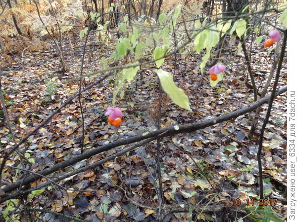 удивительные плоды