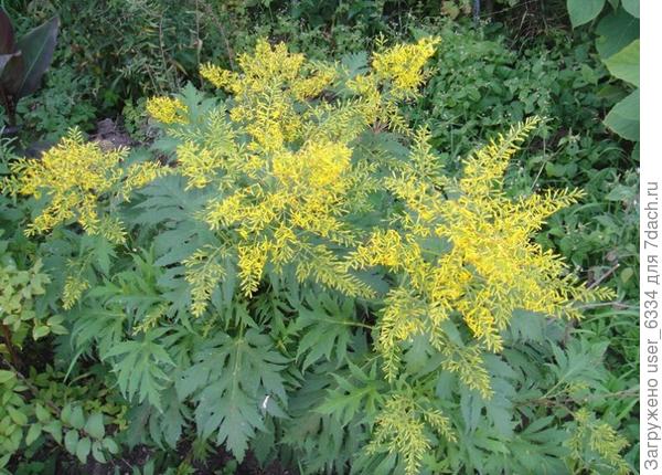 бузульник тангутский