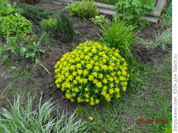 что-то сдвинулось... вот наш молочай