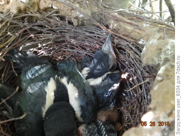 пока его братики-сестрички смирно лежали в гнезде