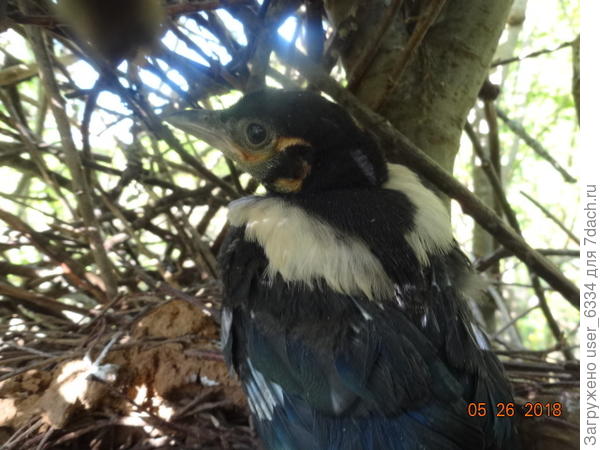 а потом запихнул обратно в жилище. Успеет ещё ястребу илисове попасться. Родителей, что интересно, рядом не было. Обычно они весьма бурно и громко протестуют против такого вмешательства в частную жизнь.