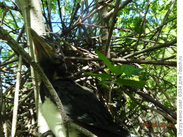 он почему-то вылез из вот этого капитального сооружения, с глиняным лотком и прутяной крышей