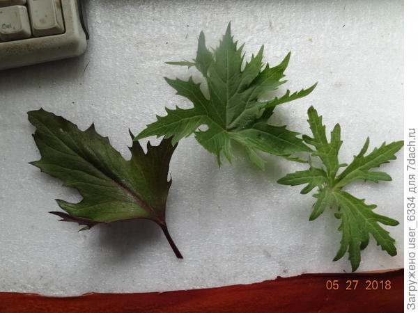 Вот листья трех моих бузульников. В центре - то , что я считаю узкоголовым. Правый лист - с кустика , купленного на днях как &quot;тангутский&quot;. Но. пожалуй, это все-таки б. Пржевальского. Левый - уже зубчатый, у него соцветия в виде щитков, а сами цветы - довольно крупные ромашки. Явно из сортотипа &quot;озирис&quot;, у классического зубчатого круглые ровные листья.