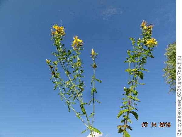 вот два наших вида зверобоя. Слева четырехгранный, фармакопеей не признаваемый. Слева знаменитый продырявленный.