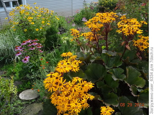 Бузульник зубчатый. Очень удобное и благодарное растение