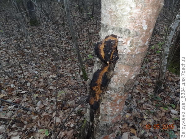 Вот так растет настоящая чага.