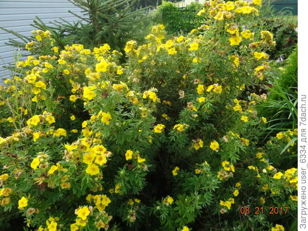 не факт , что он будет цвести именно так, все-таки на снимке вполне себе сортовой  экземпляр, но стоит дождаться цветения и по нему решить что с кустом делать. Формировать его однозначно надо, но опять же это будет понятно по итогам цветения