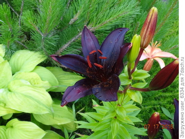 &quot;Ландини&quot;, значит.