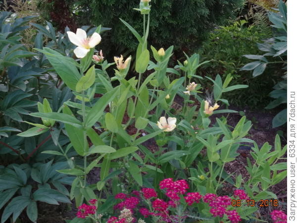 Hypericum asciron var. albiflora