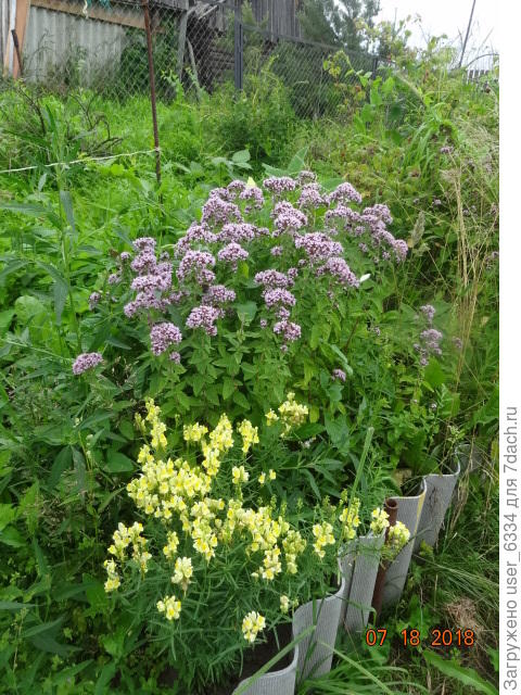 немного офф-топа: это снято раньше, душица и льнянка