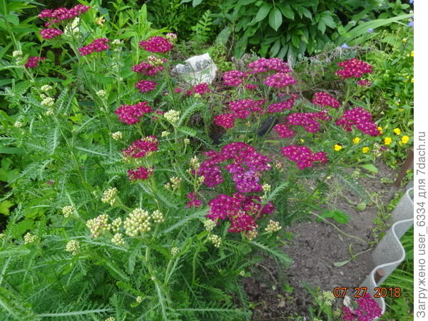 просто тысячелистник