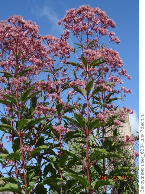 вот он, в небесной сини. За два метра высотой.