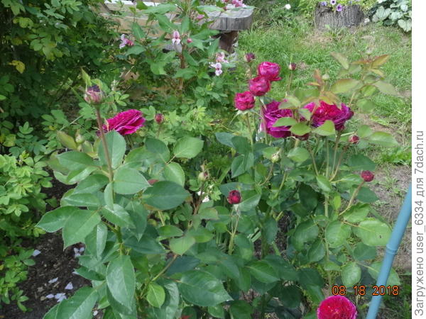 началась вторая волна цветения "Вильям Шекспир"