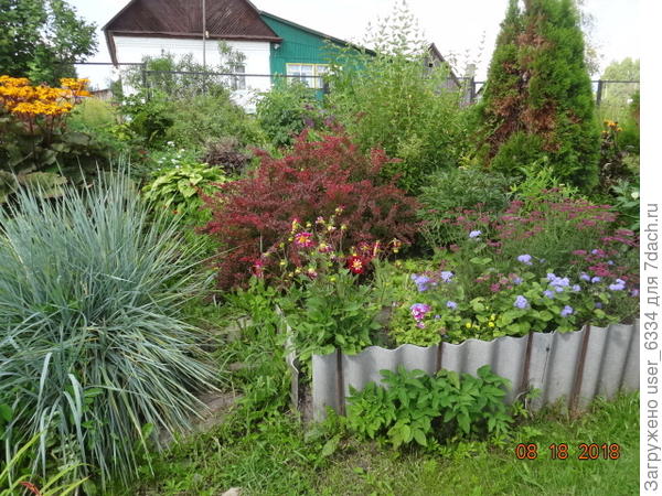 колосняк и барбарис