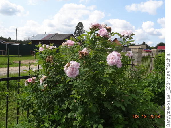 а парковая ремонтантная, вымахавшая уже в мой рост, цвести и не переставала.