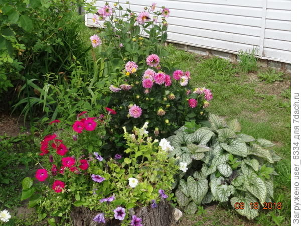 бруннера , петунья, георгины