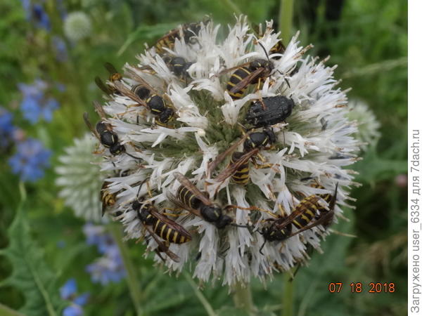 Мордовник популярен не менее  Но у него свой &amp;quot;электорат&amp;quot;. Впрочем он закончил цвести до массового лета адмиралов(  с удивлением отмечаемого наблюдателями по все Средней России . как небывалый) , а то бы они тоже отметились на шариках.