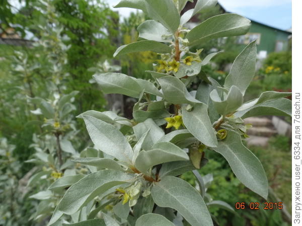 Из более редких интересен лох серебристый, он тоже цветет долго, запах невзрачных цветов сильный , напоминает лилии регале и может кому-то не нравиться. Декоративен весь сезон  за счет серебристой листвы, практически не поражаемой болезнями и вредителями. Недостаток - обилие отпрысков, выскакивающих в радиусе 5-? метров от куста.