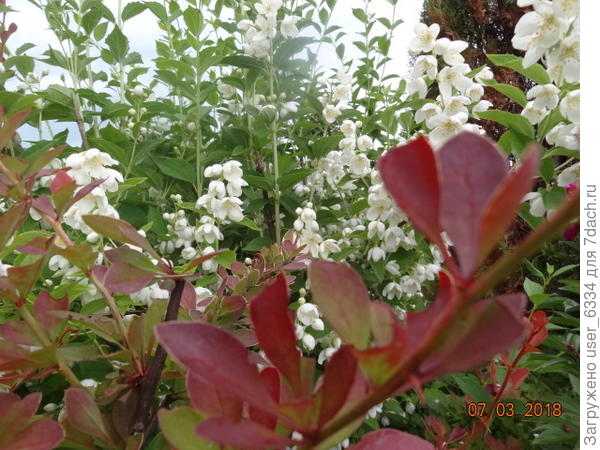 &quot;Воздушный Десант&quot; особо примечателен не только колокольчатой формой цветов и земляничным оттенком аромата , но и более поздним и продолжительным сроком цветения, чем прочие чубушники. Хотя, наверно, он не один такой.