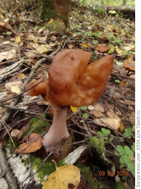 А вот это страховидло, осенний строчок Gyromitra infula, согласно тому же Корхонену есть можно, после предварительного отваривания, а данные гугла в массе утверждают , что он несъедобен.
Когда в мокром ЗИМНЕМ лесу в 20-х числах декабря( снег в том году выпал 26.12) я набрал кепку их, компутера у меня ещё не было и потому, приготовив их по обычной строчковой схеме сожрал без последствий. Обычных весенних строчков они показались вкуснее. хотя сие может быть и от куража - грибы в декабре!