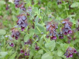 Цветок называется восковник, Сerinte maior ( А тезка его - болотный кустарничек из Ленобласти и сопредельных территорий Myrica gale)