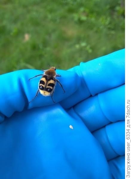 Восковик перевязанный. И тут меня пробило