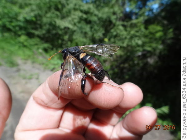 Цимбекс, один из самых крупных пилильщиков. Он что-то там в лесу ест, так и пусть его...