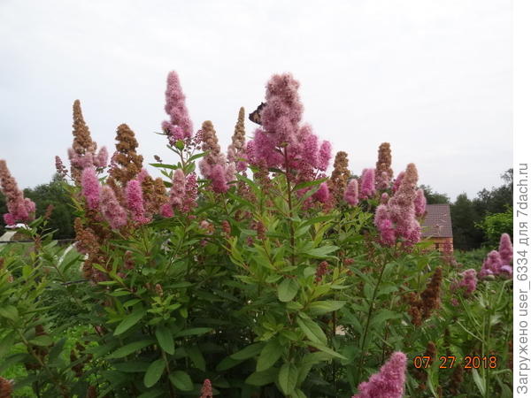 в нашем саду